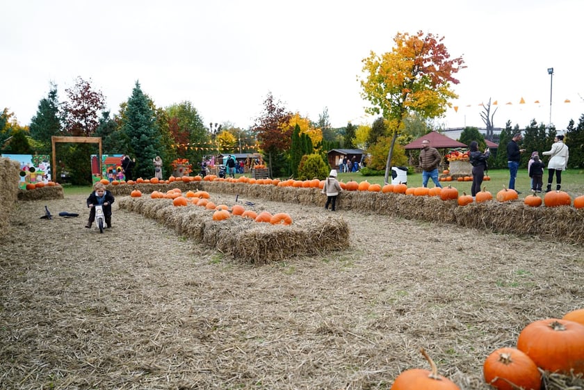 Farma Dyniowa we Wrocławiu