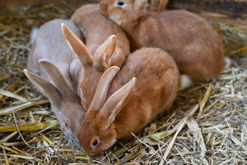Farma Dyniowa we Wrocławiu