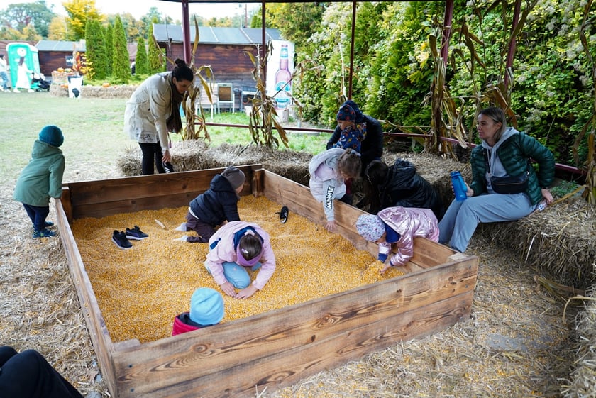 Farma Dyniowa we Wrocławiu