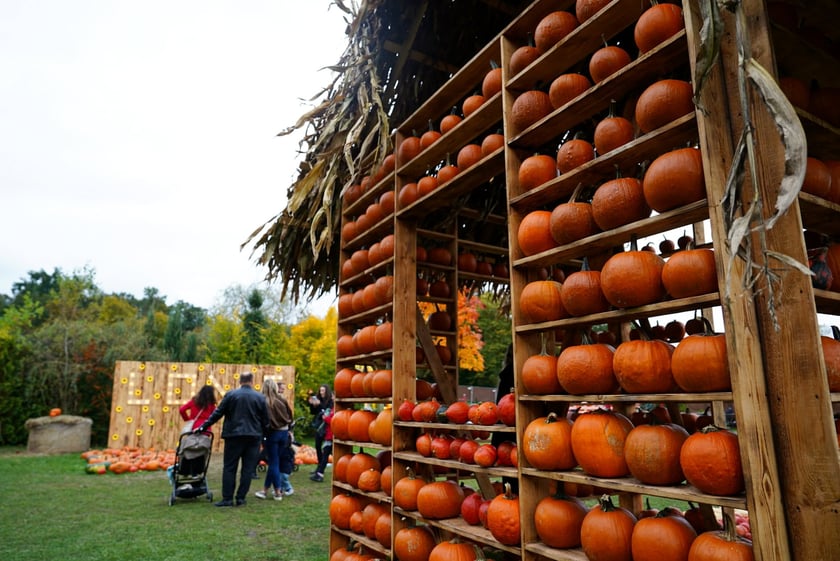 Farma Dyniowa we Wrocławiu