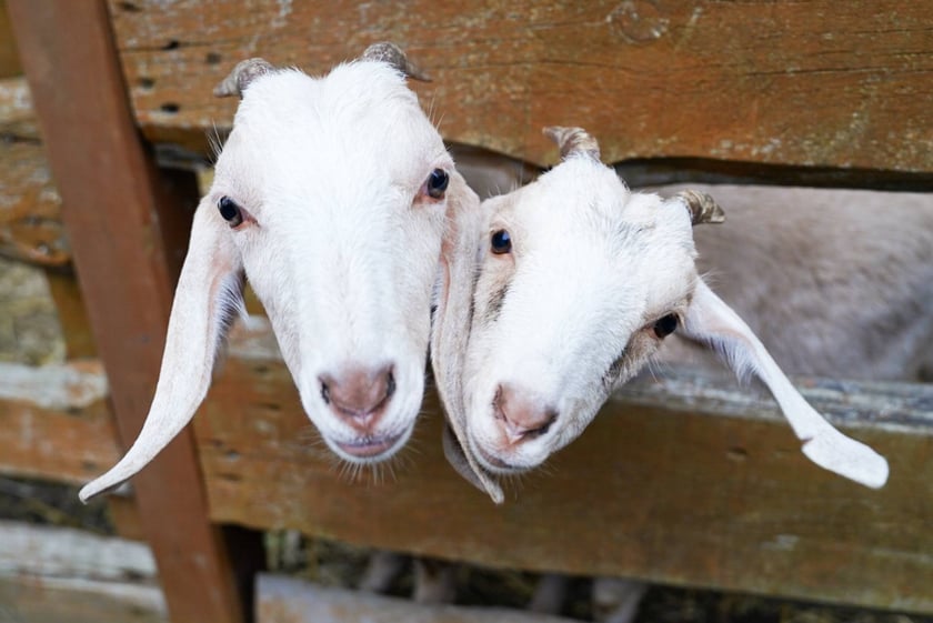 Farma Dyniowa we Wrocławiu