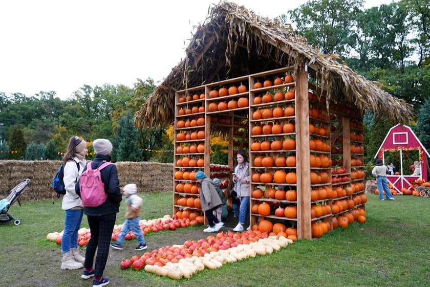 Farma Dyniowa we Wrocławiu