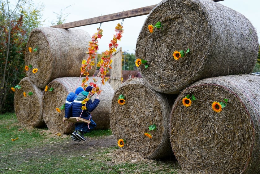 Farma Dyniowa we Wrocławiu