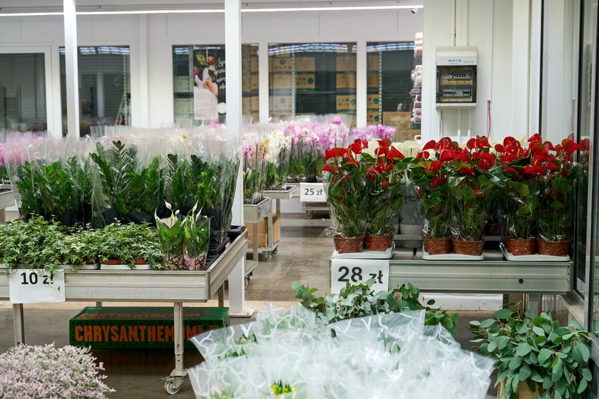 Giełda Kwiatowa we Wrocławiu - oto co na niej dostaniemy