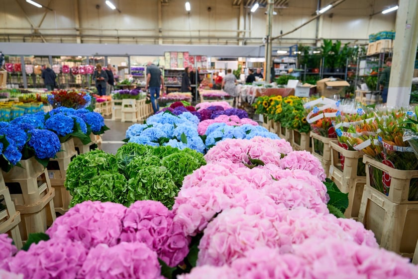 Giełda Kwiatowa we Wrocławiu - oto co na niej dostaniemy