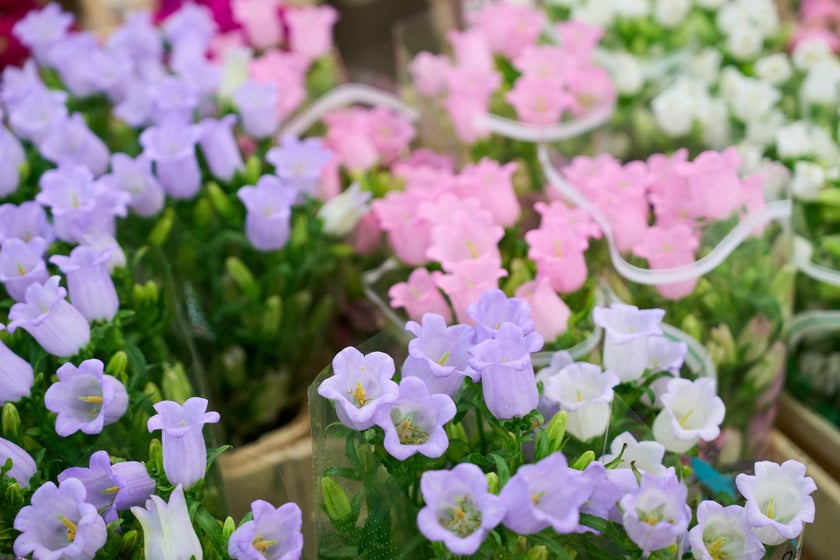 Giełda Kwiatowa we Wrocławiu - oto co na niej dostaniemy