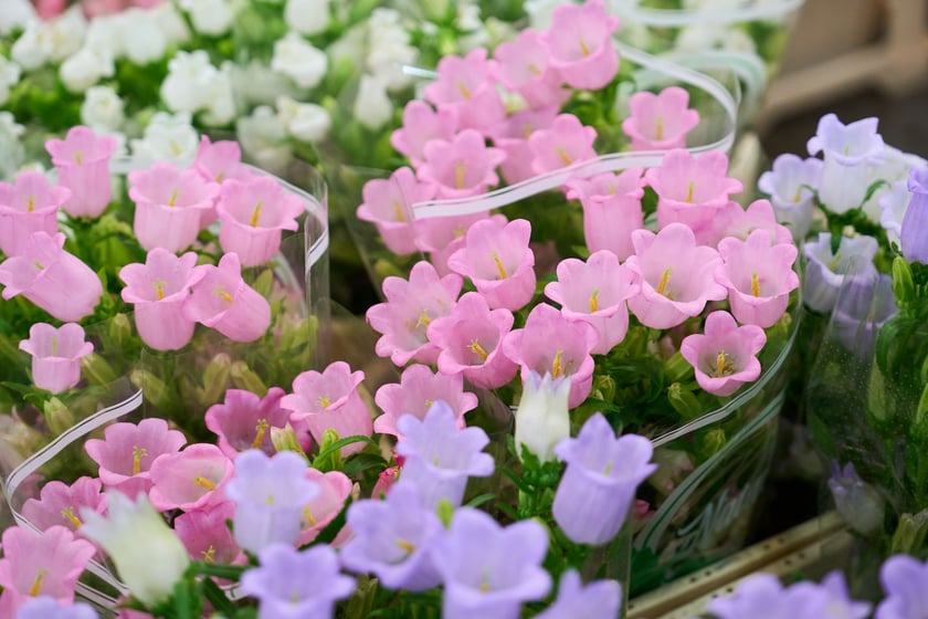 Giełda Kwiatowa we Wrocławiu - oto co na niej dostaniemy