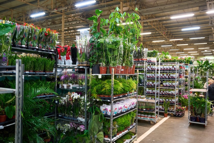 Giełda Kwiatowa we Wrocławiu - oto co na niej dostaniemy