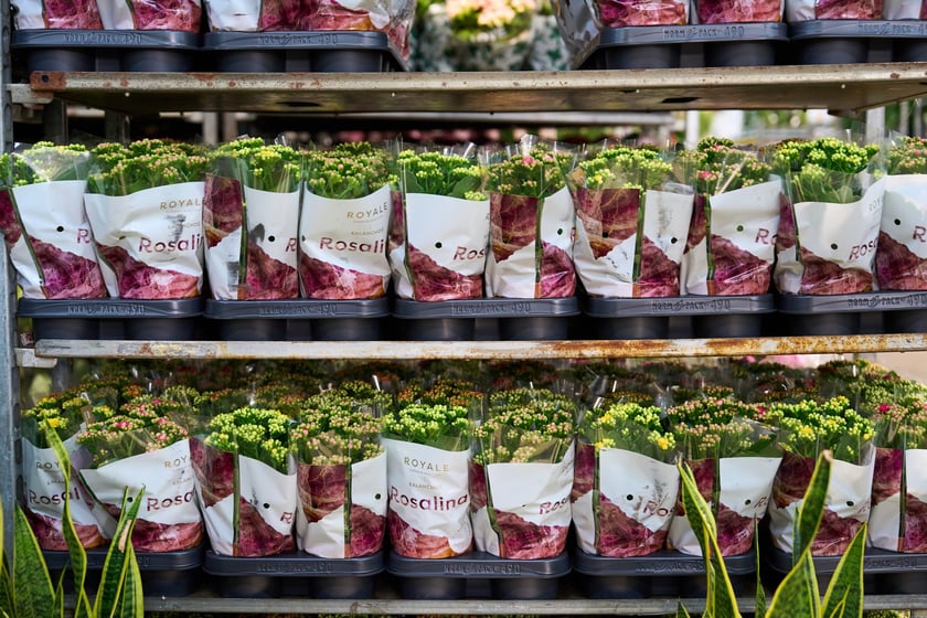 Giełda Kwiatowa we Wrocławiu - oto co na niej dostaniemy