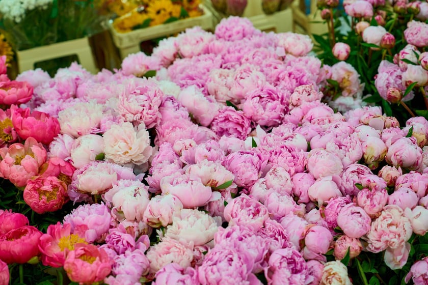 Giełda Kwiatowa we Wrocławiu - oto co na niej dostaniemy