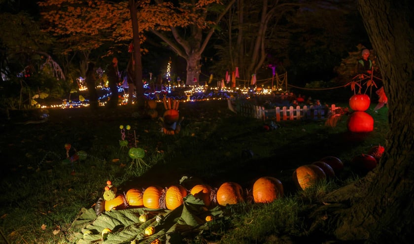 Dyniowe iluminacje w Ogrodzie Botanicznym.