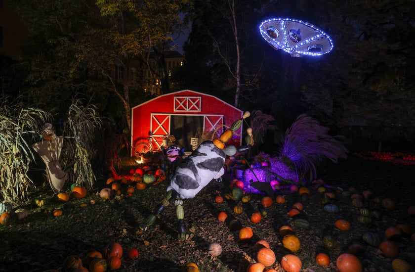 Dyniowe iluminacje w Ogrodzie Botanicznym.