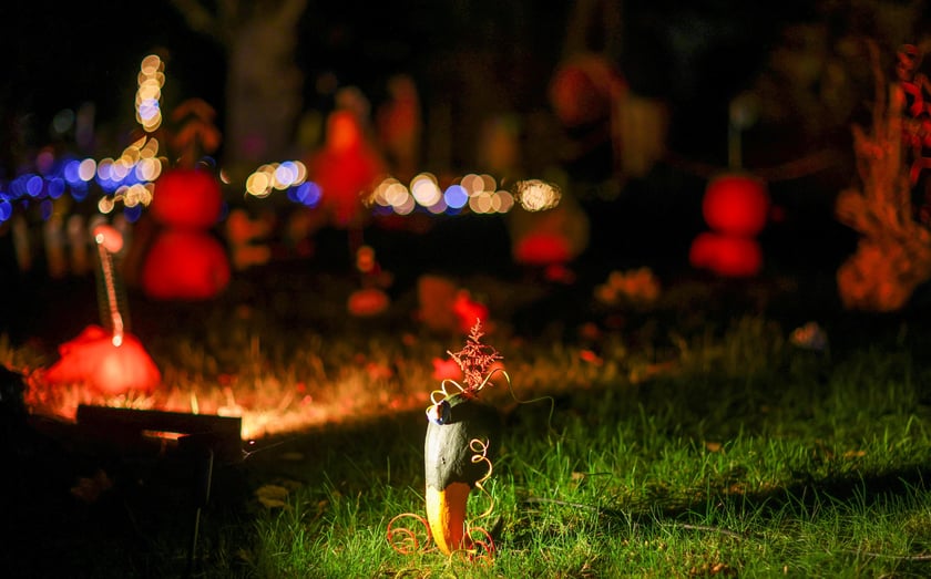 Dyniowe iluminacje w Ogrodzie Botanicznym.