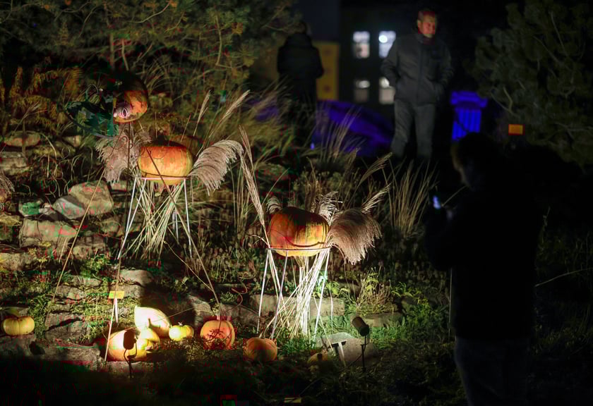 Dyniowe iluminacje w Ogrodzie Botanicznym.
