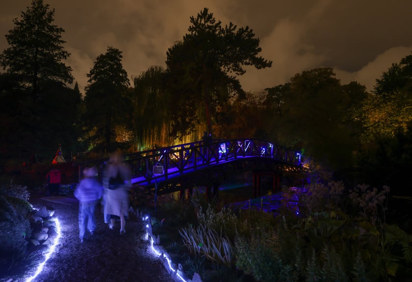 Dyniowe iluminacje w Ogrodzie Botanicznym.