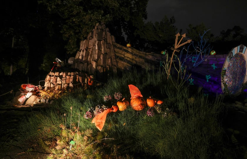 Dyniowe iluminacje w Ogrodzie Botanicznym.