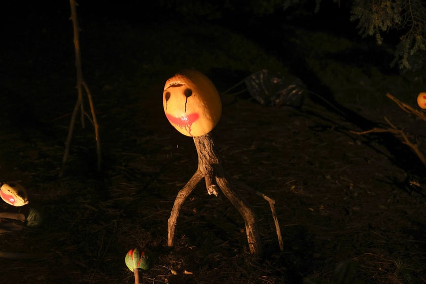 Dyniowe iluminacje w Ogrodzie Botanicznym.