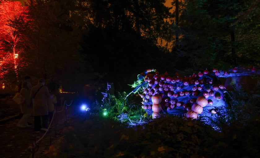 Dyniowe iluminacje w Ogrodzie Botanicznym.
