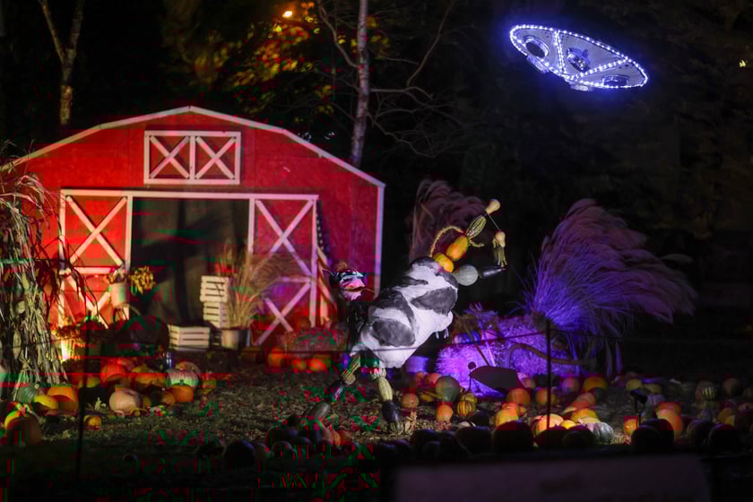 Dyniowe iluminacje w Ogrodzie Botanicznym.