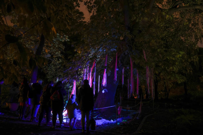 Dyniowe iluminacje w Ogrodzie Botanicznym.