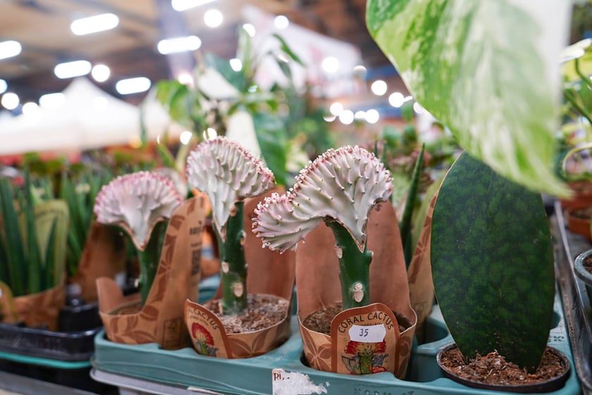 Festiwal Kupuj Świadomie w Czasoprzestrzeni