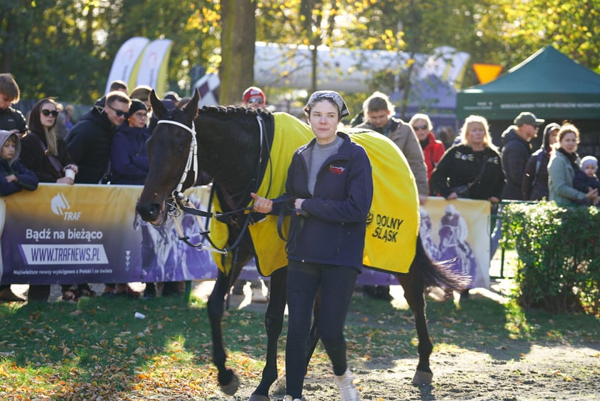 11. dzień wyścigowy: Crystal Cup i Święto Województwa Dolnośląskiego na Wrocławskim Torze Wyścigów Konnych Partynice