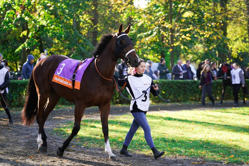 11. dzień wyścigowy: Crystal Cup i Święto Województwa Dolnośląskiego na Wrocławskim Torze Wyścigów Konnych Partynice