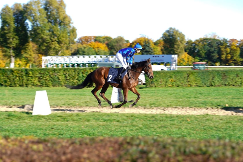 11. dzień wyścigowy: Crystal Cup i Święto Województwa Dolnośląskiego na Wrocławskim Torze Wyścigów Konnych Partynice