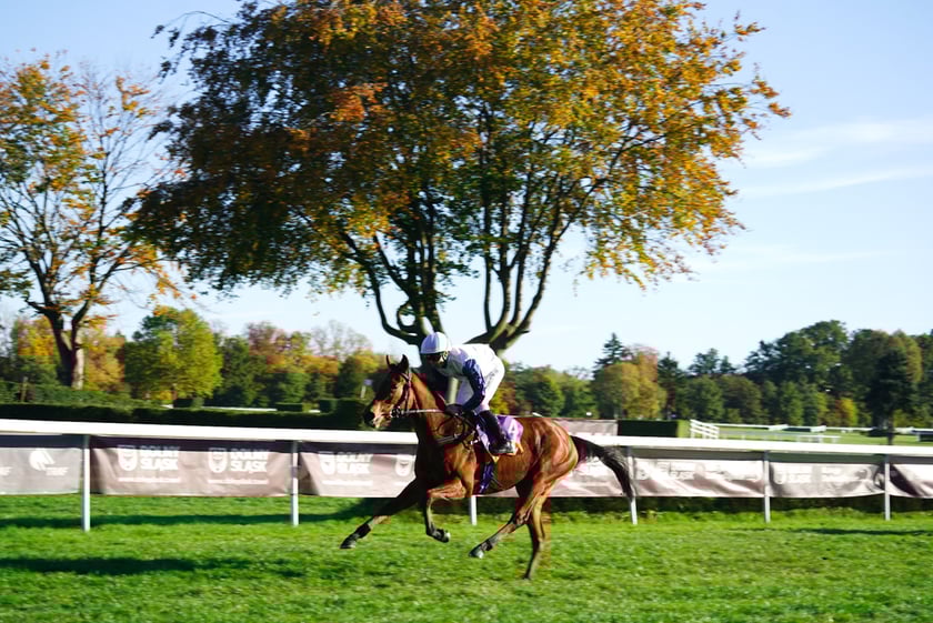 11. dzień wyścigowy: Crystal Cup i Święto Województwa Dolnośląskiego na Wrocławskim Torze Wyścigów Konnych Partynice