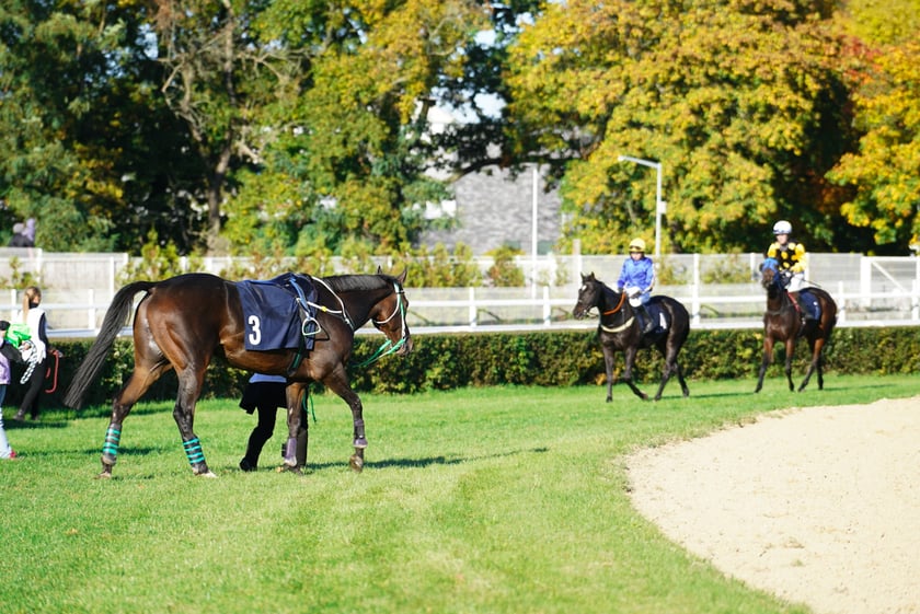 11. dzień wyścigowy: Crystal Cup i Święto Województwa Dolnośląskiego na Wrocławskim Torze Wyścigów Konnych Partynice