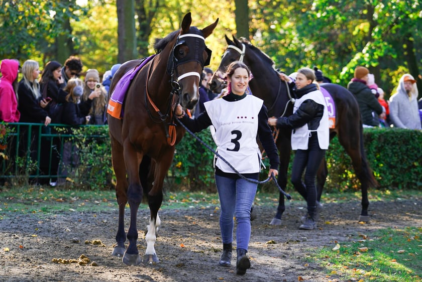 11. dzień wyścigowy: Crystal Cup i Święto Województwa Dolnośląskiego na Wrocławskim Torze Wyścigów Konnych Partynice