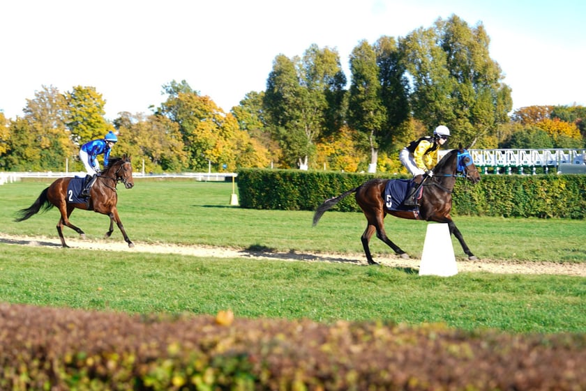 11. dzień wyścigowy: Crystal Cup i Święto Województwa Dolnośląskiego na Wrocławskim Torze Wyścigów Konnych Partynice