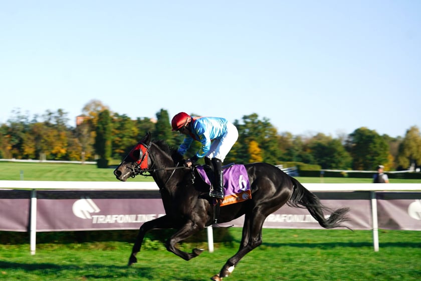 11. dzień wyścigowy: Crystal Cup i Święto Województwa Dolnośląskiego na Wrocławskim Torze Wyścigów Konnych Partynice