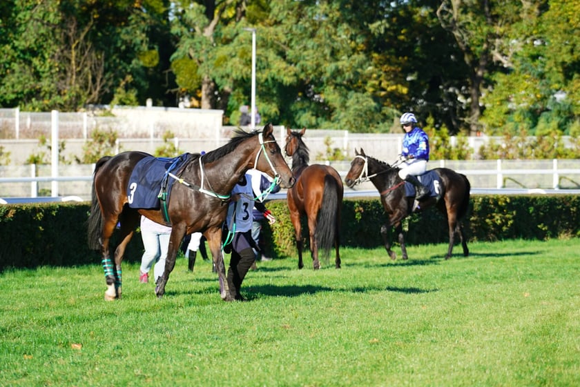 11. dzień wyścigowy: Crystal Cup i Święto Województwa Dolnośląskiego na Wrocławskim Torze Wyścigów Konnych Partynice