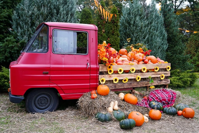 Dyniowa Farma we Wrocławiu