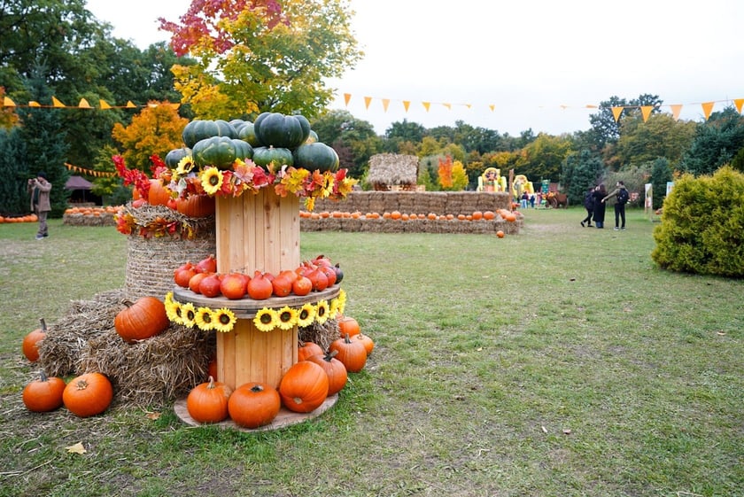 Dyniowa Farma we Wrocławiu