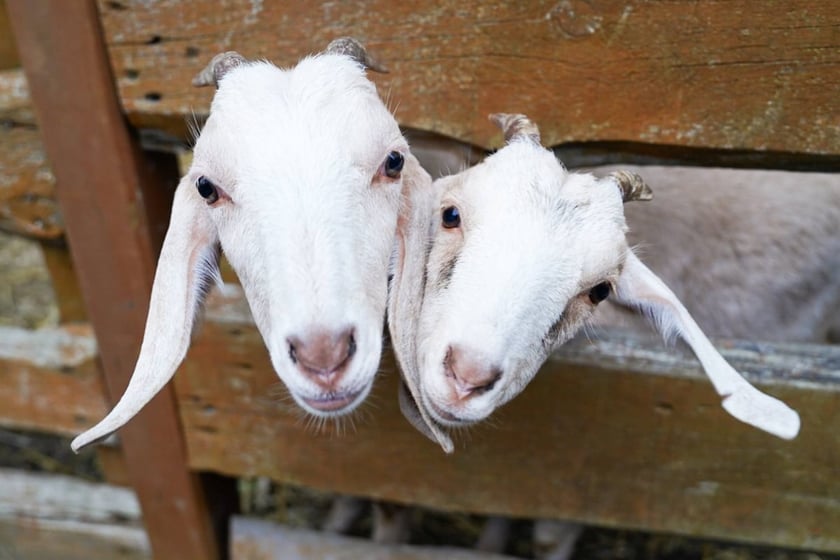 Dyniowa Farma we Wrocławiu