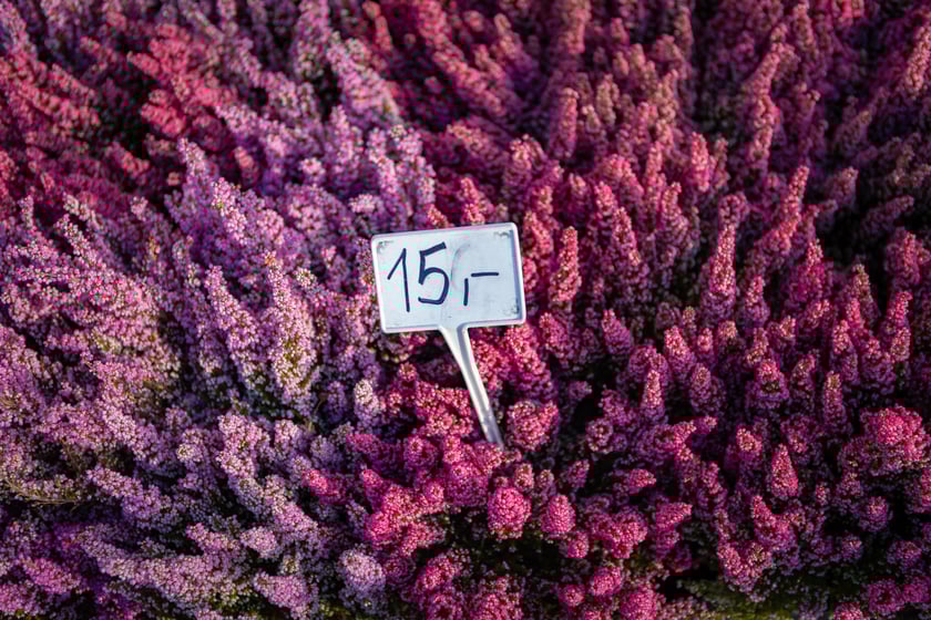 Cmentarz Osobowicki o poranku 1 listopada 2025