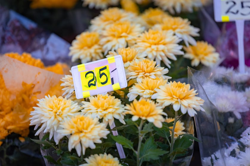 Cmentarz Osobowicki o poranku 1 listopada 2025