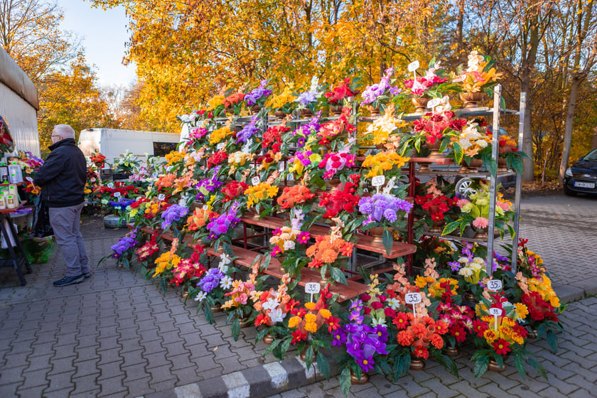 Cmentarz Osobowicki o poranku 1 listopada 2025