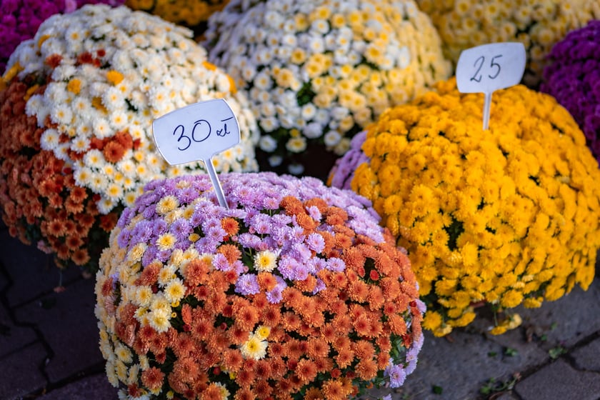 Cmentarz Osobowicki o poranku 1 listopada 2025