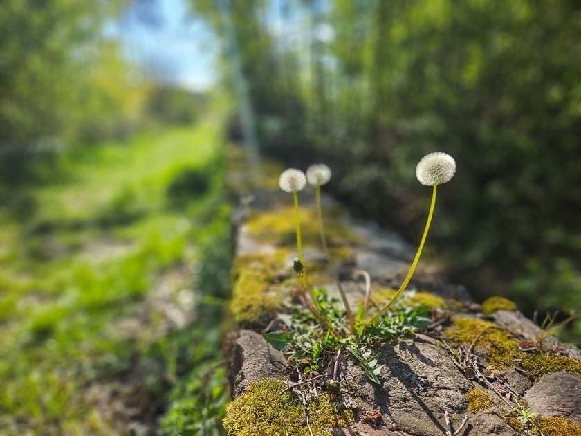 Gr&oacute;b Kisslinga w Bagnie - w miejscu dawnego grodziska