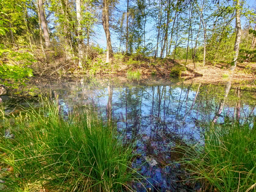 Gr&oacute;b Kisslinga w Bagnie - w miejscu dawnego grodziska