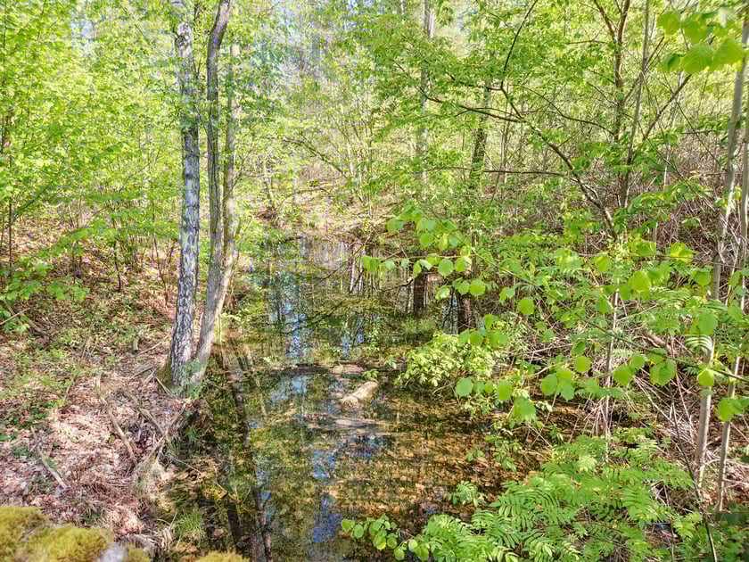 Gr&oacute;b Kisslinga w Bagnie - w miejscu dawnego grodziska