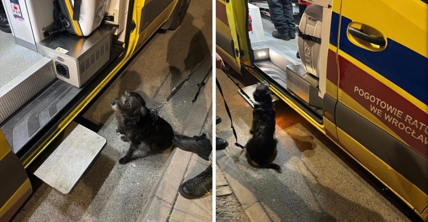 Suczka uratowała swojego pana – wzruszająca historia!