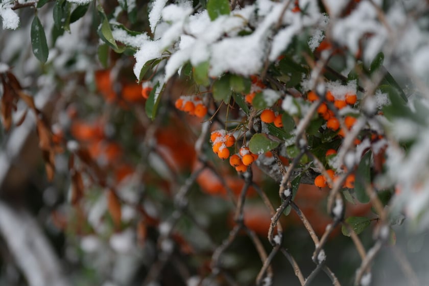 Pierwszy śnieg we Wrocławiu, 24.11.2025