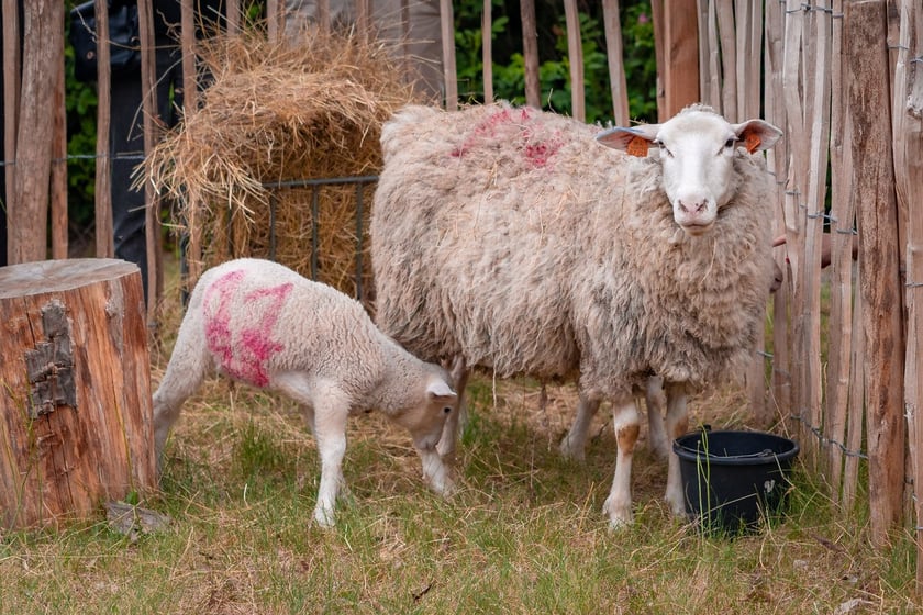 Farma Miejska Wrocław. Otwarcie strefy edukacyjnej na Farmie Miejskiej Wrocław