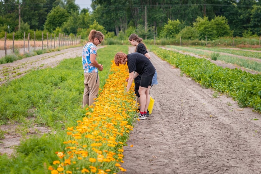 Farma Miejska Wrocław. Pierwsze tegoroczne zbiory trafiły do przedszkoli i żłobków