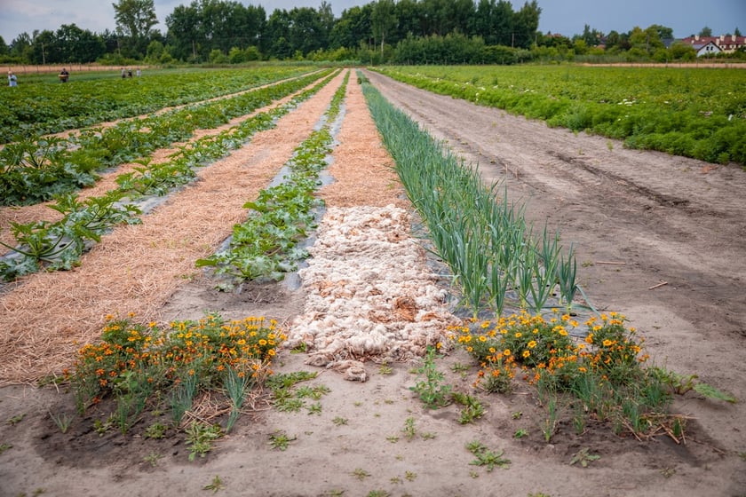 Farma Miejska Wrocław. Pierwsze tegoroczne zbiory trafiły do przedszkoli i żłobków