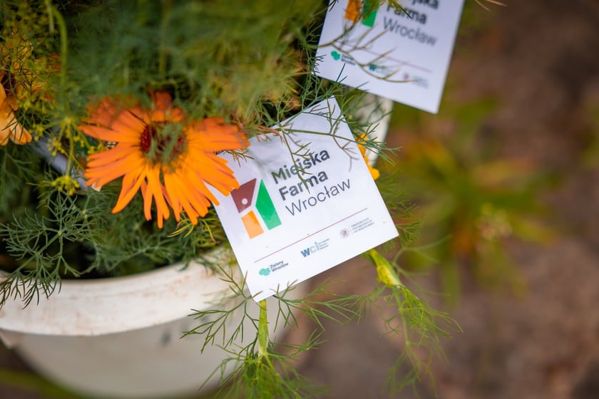 Farma Miejska Wrocław. Pierwsze tegoroczne zbiory trafiły do przedszkoli i żłobków